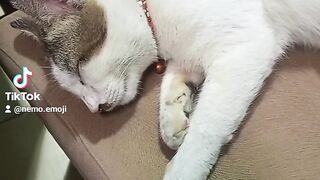 Sleepy nemo