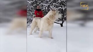 أضخم وأقوى 10 كلاب في العالم لا يصدق !!!