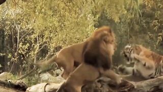 Crocodile eating tiger
