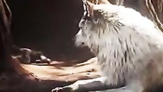 Mogli in jungle book