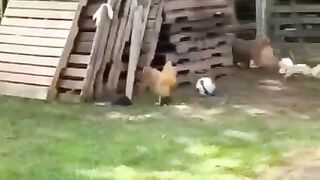 He likes to chase the chicken????????most viral funny shorts 2024||funny moments||youtube shorts||funny videos 2024|funny memes