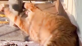 Try Not To Laugh ???? Funniest Cats and Dogs 2024 ???????? Part 1 Cute City #cutecats#catvideos