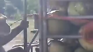 monkey on a truck