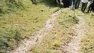 Tiger in Locality