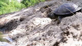 Turtle getting into a river - adalinetv