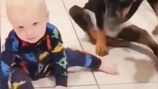 Funny videos