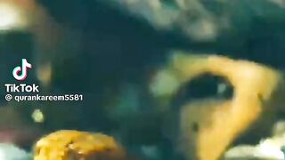 Working fish