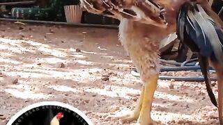Aseel murga Mianwali breeds rooster breeder