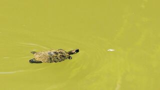 Turtle swimming in a pond of greenish water - adalinetv