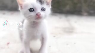 Beautiful animal Cat