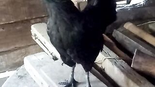 BLACK HEN LAYS EGGS IN STRAW