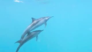 Dolphin