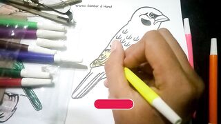 DRAWING SEED EATING BIRD PART 2