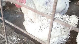 The chicken is so big it can be eaten
