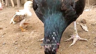 Funny videos 523