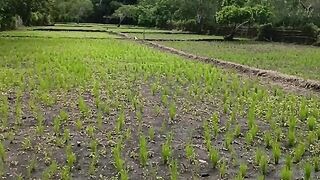 beautiful view of farmers' fields