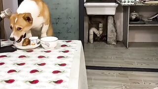 Dog funny singing. ????  funny dog