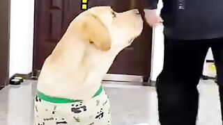 Meilleurs vidéos folies
