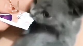 #1 Cat's fact