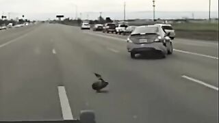 Shocking moment suspect clings to moving car while fleeing police in California