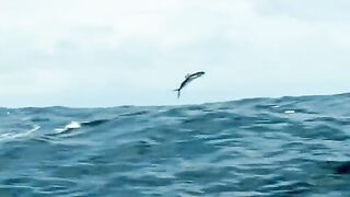 The flying fish in the river