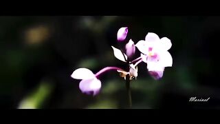 Gazebo - I Like Chopin (DJ Zhuk Remix)