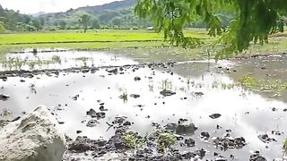 afternoon atmosphere in the farmers' sawa plantation