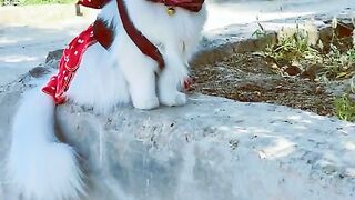 Cat Beau tiful