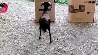 Animal shots