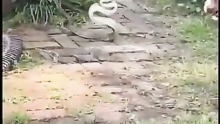 Hmm big fight