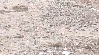 What's this 2