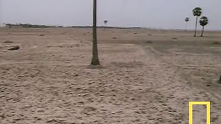 Cobra vs. Mongoose ｜ National Geographic.webm
