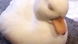 duck waking up