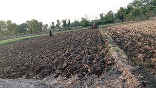 After harvesting the wheat, green fodder is being sown for the animals