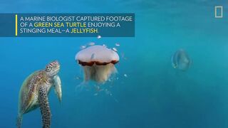 See a Sea Turtle Devour a Jellyfish Like Spaghetti ｜ National Geographic.webm