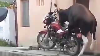 Funny Video 42