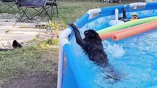 Part 45 | Why do cats hate water? Cat vs Water! Funny cat videos #funnycats #funnyanimals #funnypets