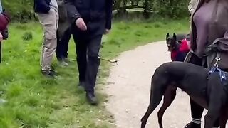 Funny Video 46