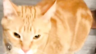 Part 41 | Orange cat behavior! Funny cat videos #funnycats #funnyanimals #funnypets