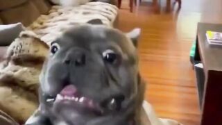funny animals video compilation #short