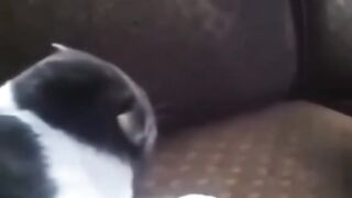 Part 33 | Cat talking! Funny cat videos #funnycats #funnyanimals #funnypets