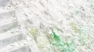 Panda Mom threw baby off the cliff