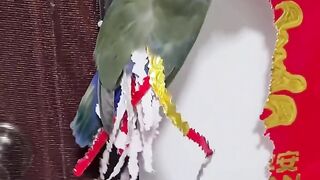 Feather extensions????most viral funny shorts 2024||funny pets