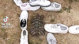 They think it’s a turtle