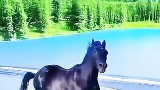 Amazing black horse running