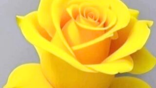 Fresh flowers ????