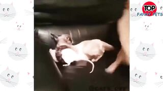 FUNNY PETS 2024, TOP FUNNY PETS # 23