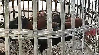 fighting cock