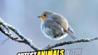 3 Cute Animal The world