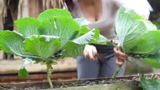 Harvesting Ducks Eggs, Chicken Eggs And Homegrown Cabbage Go To Market Sell